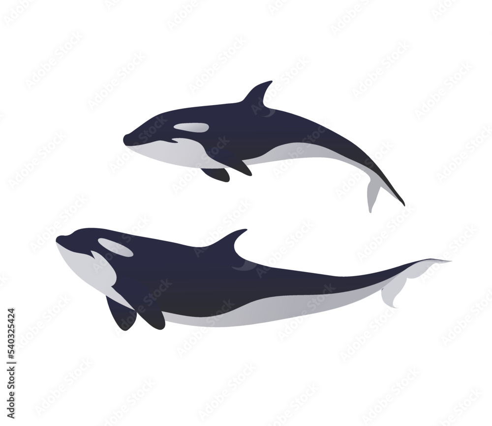 Beautiful Killer Whales Underwater. Vector Illustration Of An Orca. Beautiful Killer Whales Underwater. Vector Illustration Of An Orca.