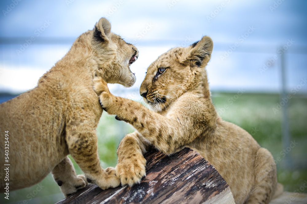Fototapeta premium lion cubs playing