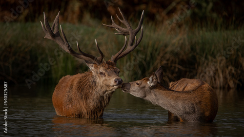 Fotografia, Obraz Red deer stag and hind