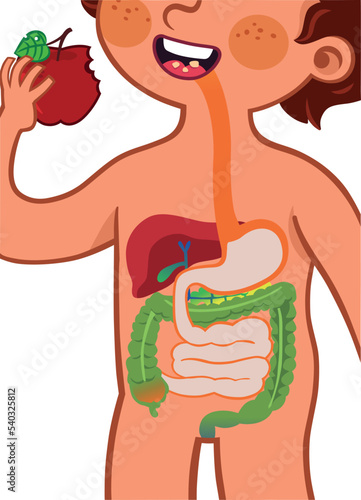Vector illustration showing the digestive system of a child.