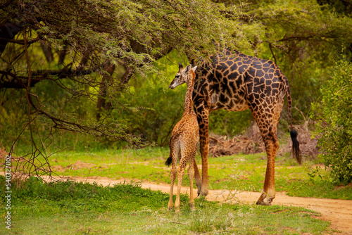 one small wild giraffe stands with his mother under the large tree and eats a leaf in national park in Africa