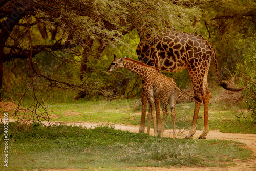 one small wild giraffe stands with his mother under the large tree and eats a leaf in national park in Africa