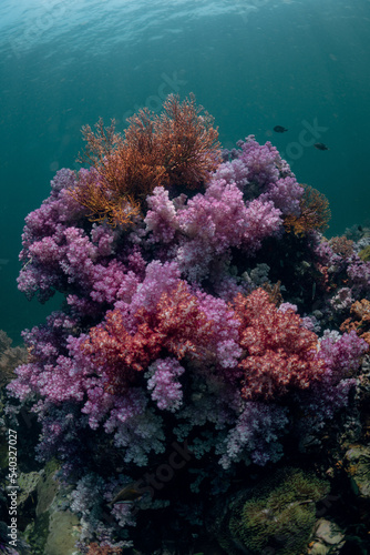 colourfull Soft coral reef during a scuba diving with blue background