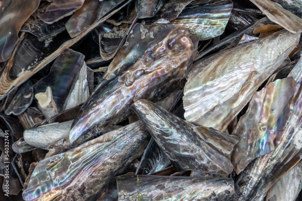 worn and weathered stiff pen seashells - Atrina rigida - found on Sanibel Island Florida