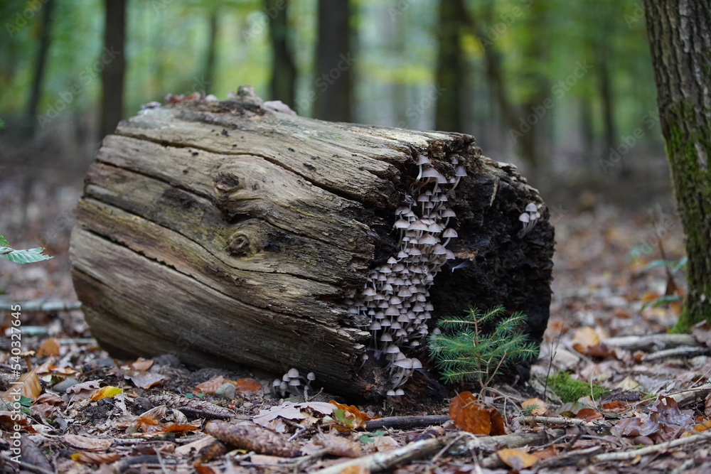 Obraz premium Helmling