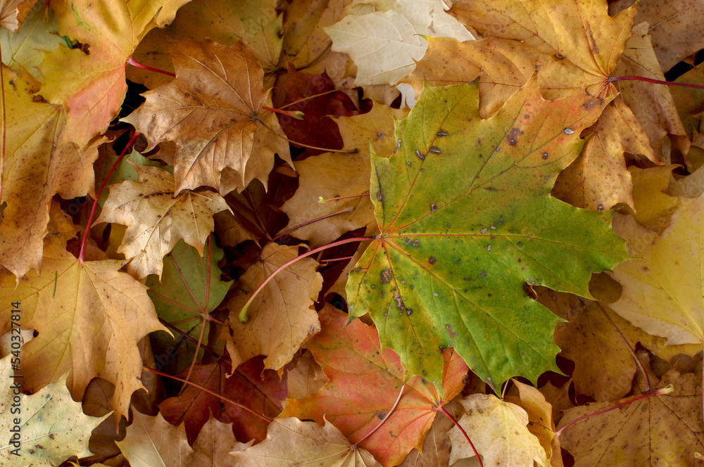 colorful maple leaves, wall of autumn leaves colorful maple leaves, wall of autumn leaves