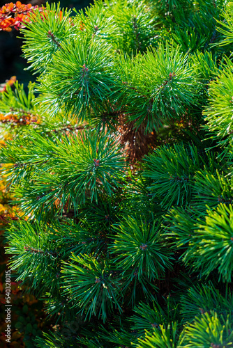 pine tree branch in forest