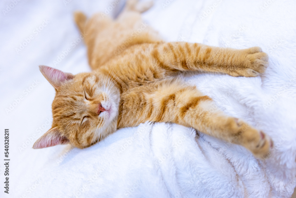 Obraz premium Orange Kitten Sleeping On Bed