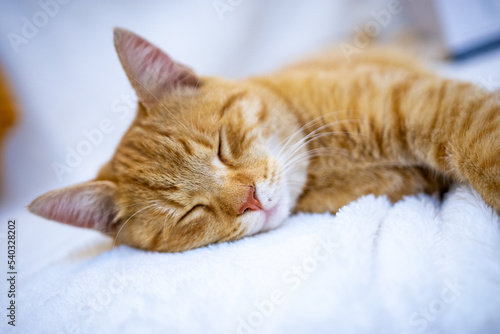 Fototapeta Naklejka Na Ścianę i Meble -  Orange Kitten Sleeping On Bed