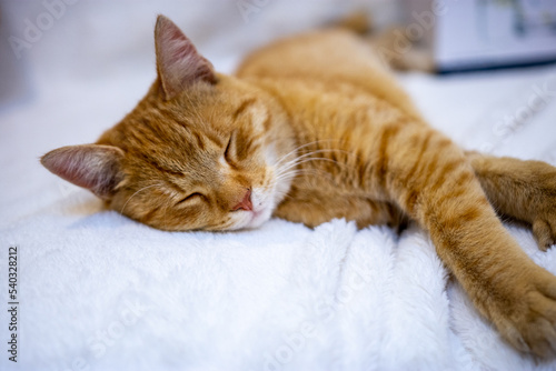 Orange Kitten Sleeping On Bed