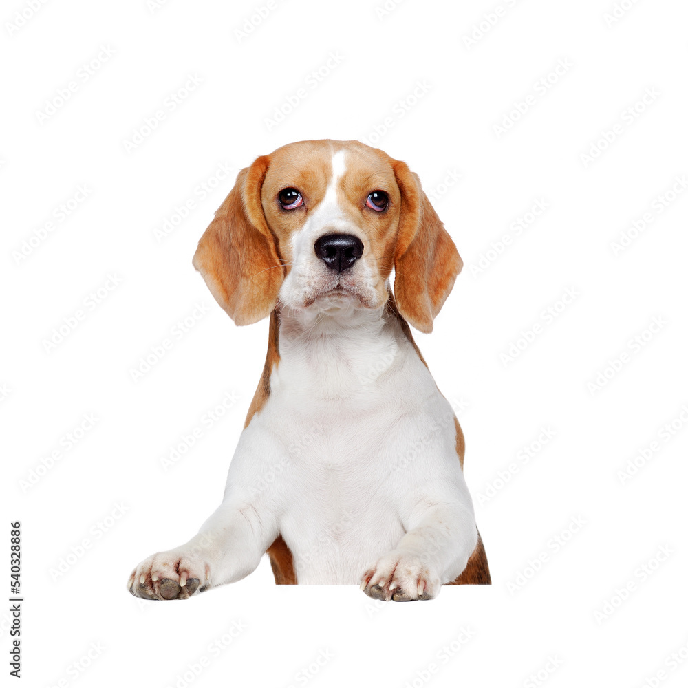 Beagle dog standing on blank board isolated on white