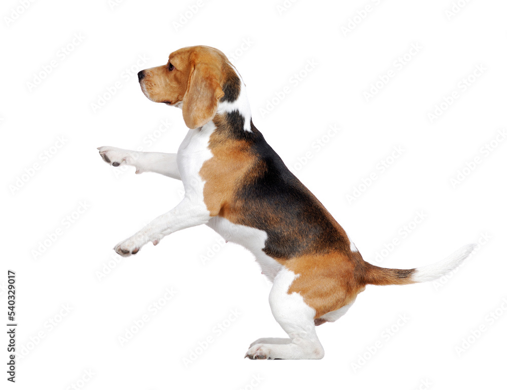 Beagle trained to stand on hind legs in a studio