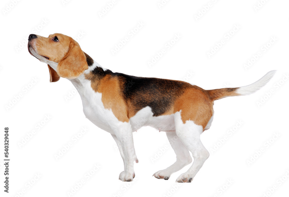 Full length side view of a standing beagle sniffing the air