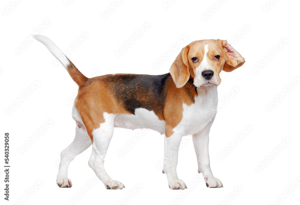 Funny beagle with a ear folded back looking into camera
