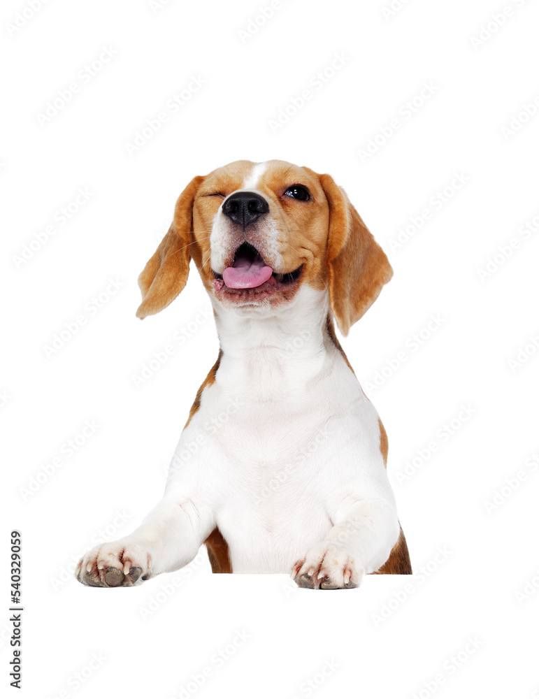 Happy beagle standing on blank board winkin with one eye