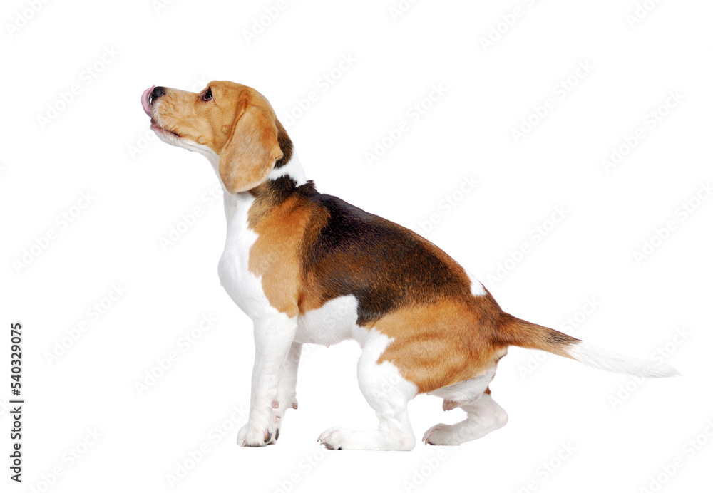 Hungry beagle licking his nose looking to the copy space area