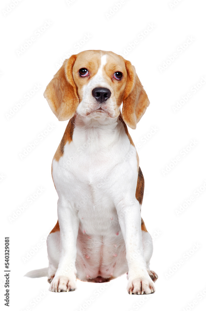 Seriously lookig beagle sitting in a white studio