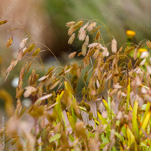 Fotografija Chasmanthium latifolium, known as northern wood-oats, inland sea oats, northern