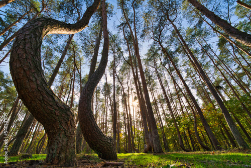 Fotografi The Look up into the treetops, magic corkscrew pine trees