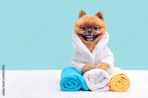 Spitz in bathrobe laying on colored towels ©  Tatyana Kalmatsuy