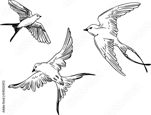 Painted swallows. Birds set. Tattoo. Sketching. Bird in flight. Spring. Flight. Martin. ink. Set of elements for decor. Wildlife.