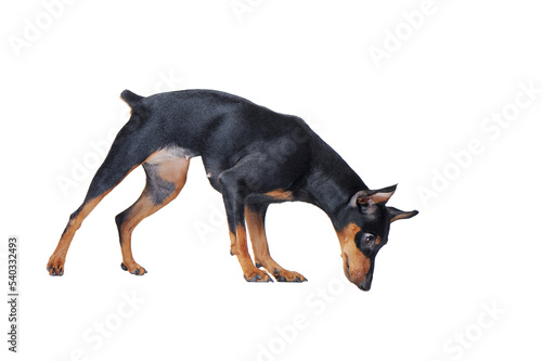 Little dog sniffing the floor against white background profile picture