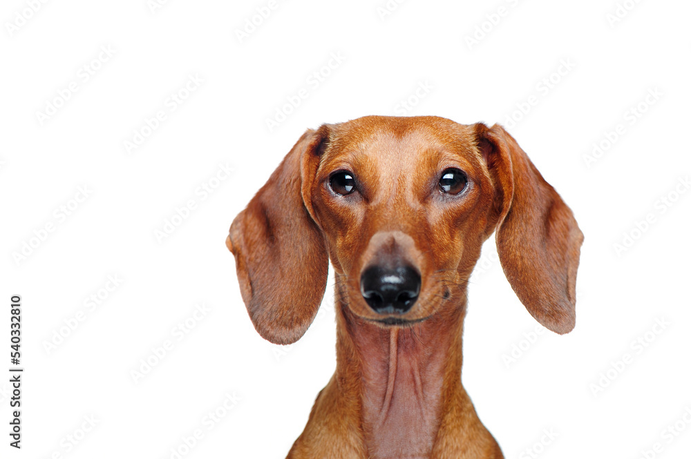 Dachshund dog isolated on white background closeup picture