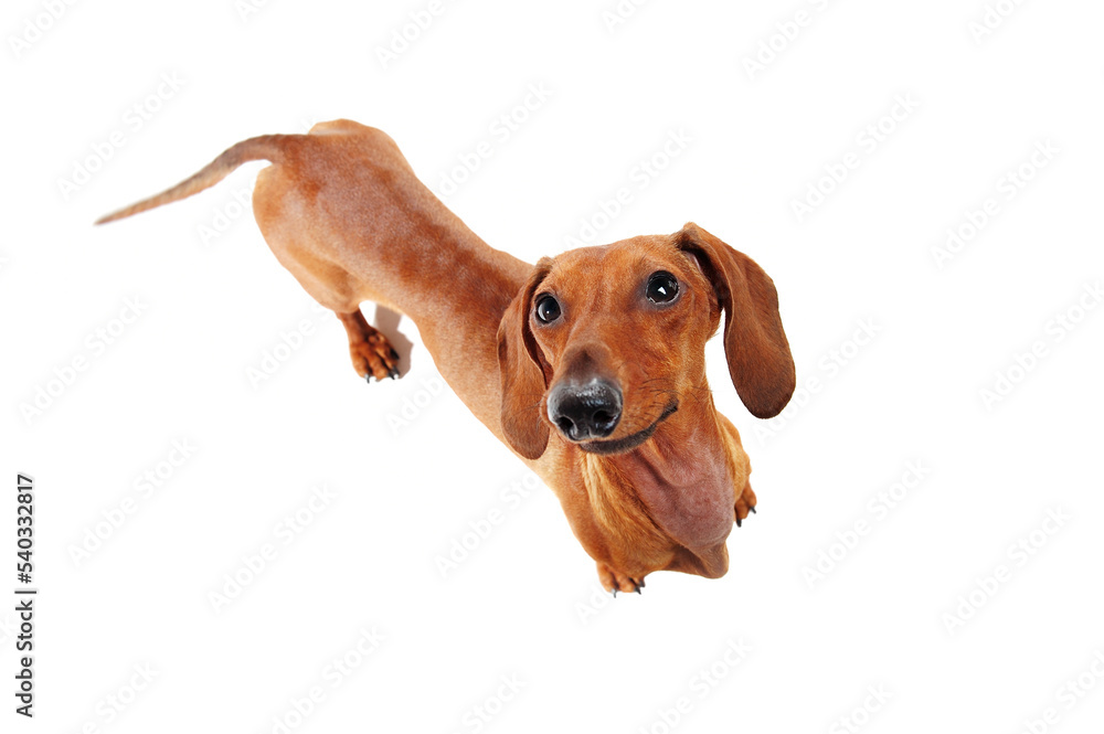 Dachshund dog looking up view from top