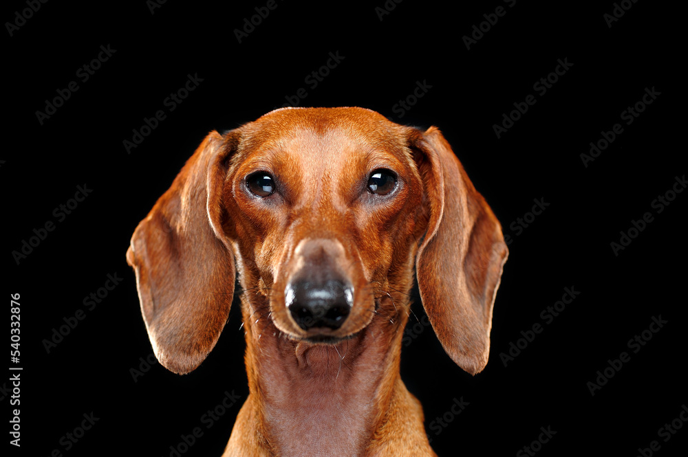Headshot of a dachshund against black background