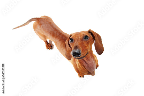 Dachshund dog looking up view from top