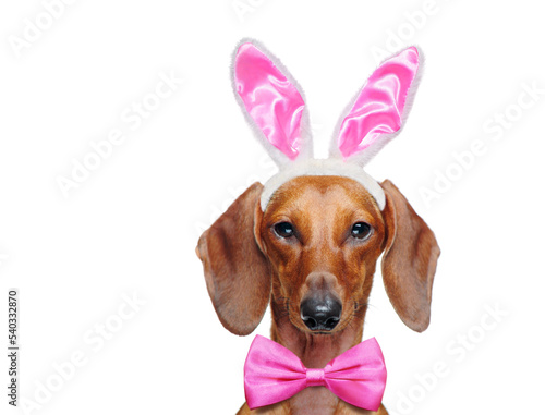 Head closeup portrait of a dachshund wearing easter bunny ears