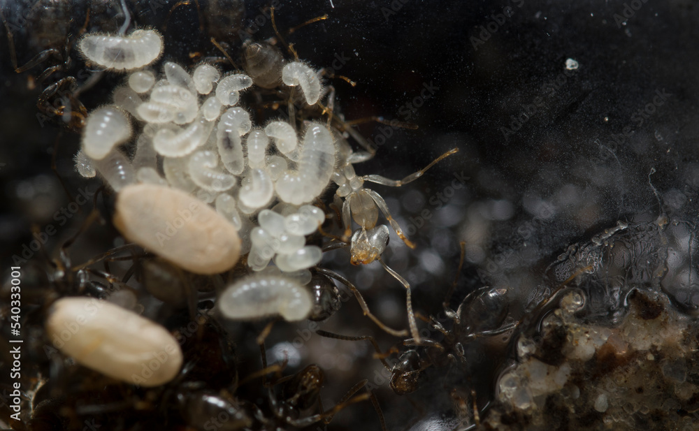 Closeup of the queen, workers and their larvae of Formica Cinerea, an