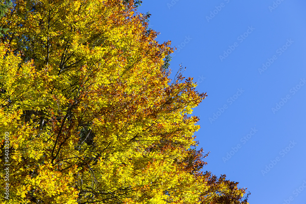Naklejka premium Autumn leaves on a tree with blue sky
