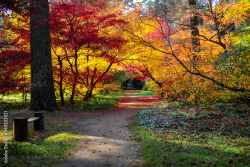 Naklejka jesienny park