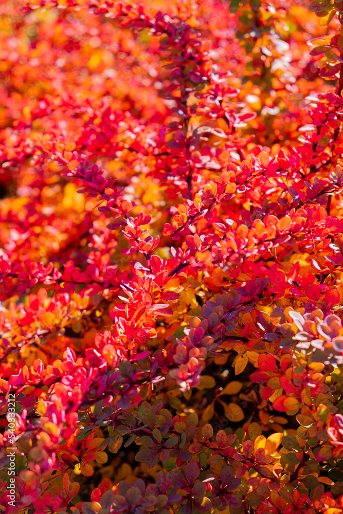 Autumn landscape with bright colorful leaves. Autumn landscape with bright colorful leaves.