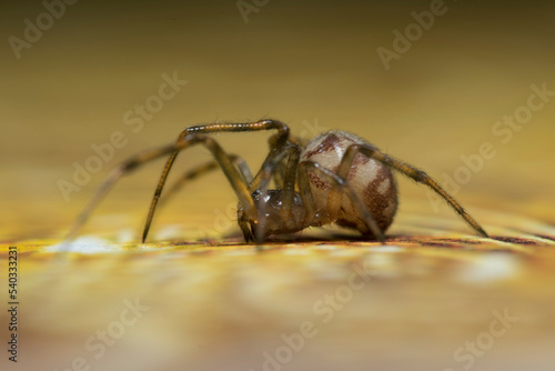 Artistic close ups of a fat spider or Steatoda bipunctata, a common spider species in northamerica and europe.