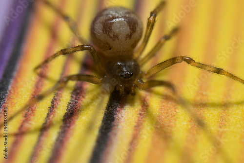Artistic close ups of a fat spider or Steatoda bipunctata, a common spider species in northamerica and europe.