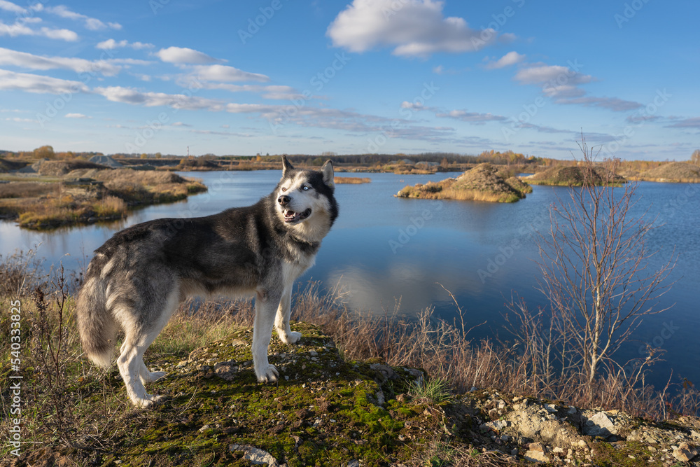 Beautiful husky dog ​​in nature on an autumn day.