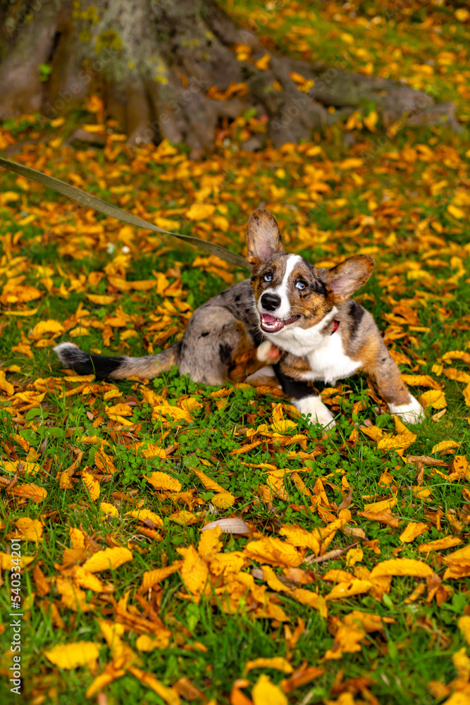 Fototapeta premium welsh corgi cardigan dog with an unusual color sits on the grass with autumn leaves and looking