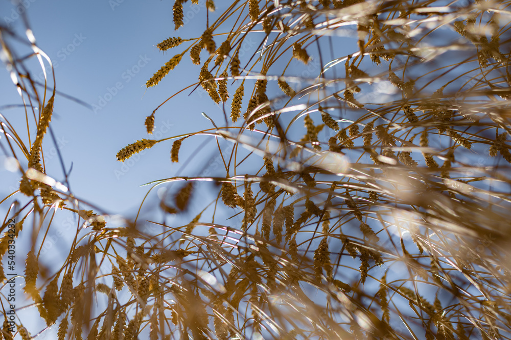 Fototapeta premium Summer. Harvesting in a wheat field