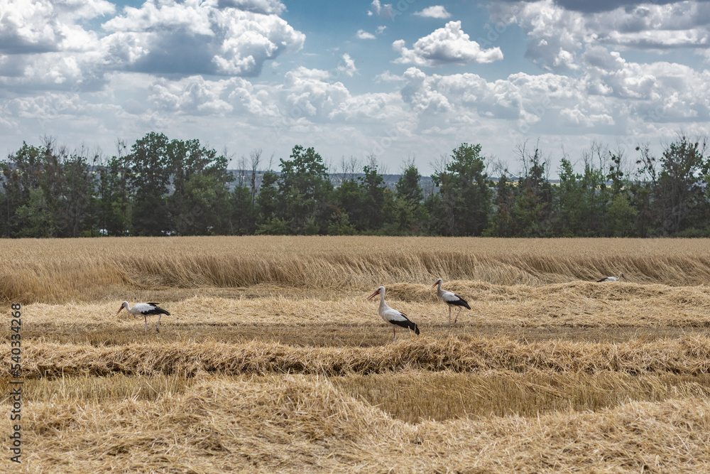 Fototapeta premium Summer. Storks. Harvesting in a wheat field