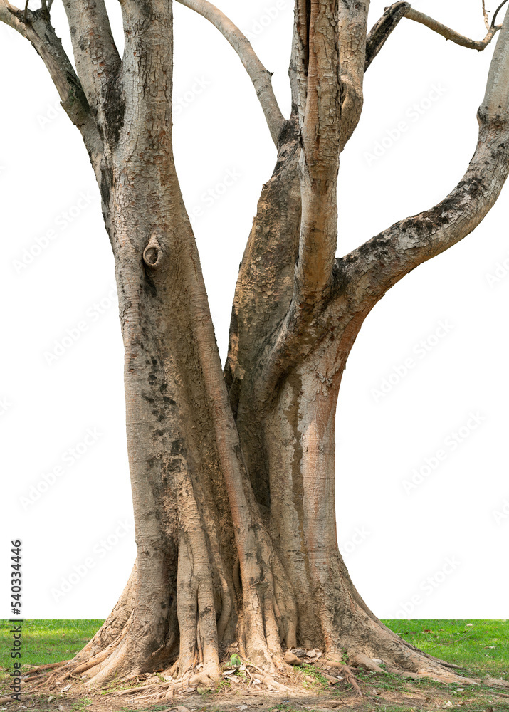 Banyan trees cut out the background against a white background.