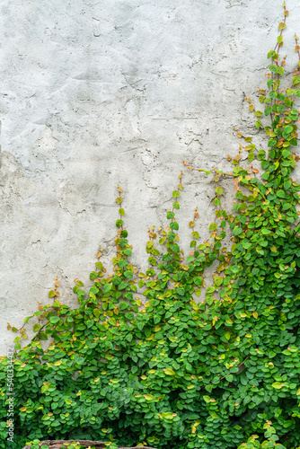 The image of a vertical cement wall with vines perched on the floor.