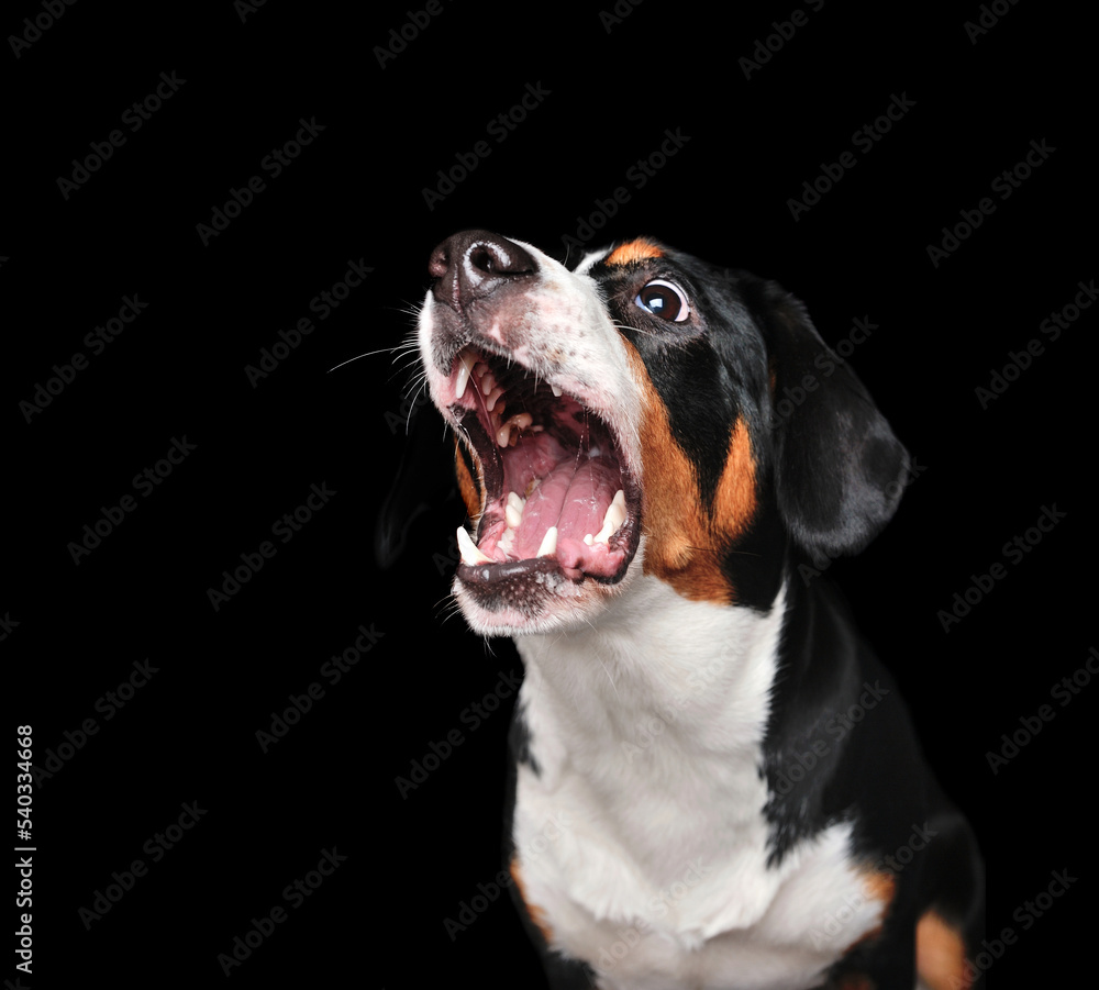 Side view picture of a dog with wide open mouth