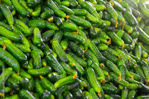 Fresh green bunch of small cucumber gherkins for sale in local market, texture.
