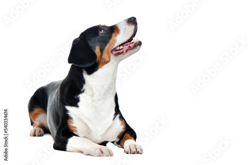 Laying mountain dog isolated on white looking up