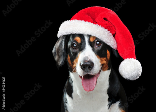 Low key head portrait of a dog wearing Santa hat ©  Tatyana Kalmatsuy