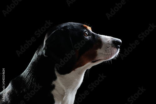 Low key silhouette of a dog against black background