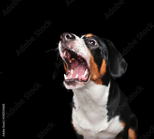Side view picture of a dog with wide open mouth