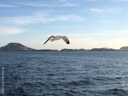 Seagulls flying in the blue sky © Antonino Latocca